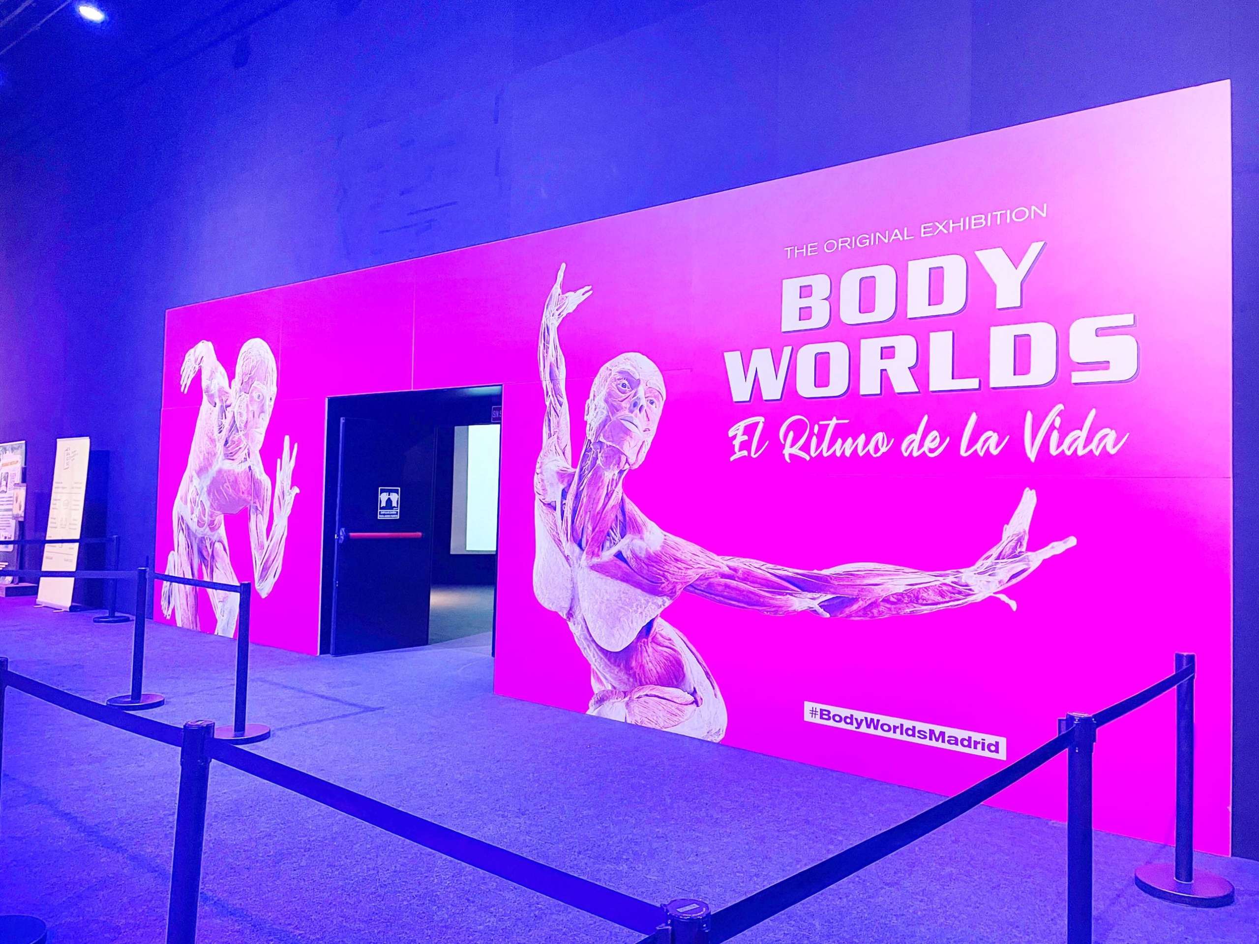 “Body Worlds”, un impresionante viaje al cuerpo humano